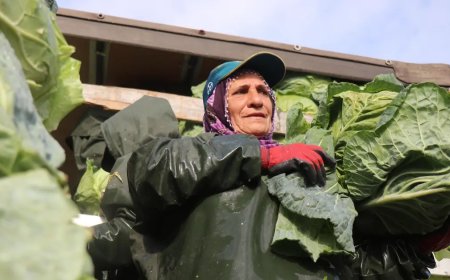 Sakarya'da kadınların zorlu mesaisi. Günlük yevmiyeleri bin 500 liradan başlıyor