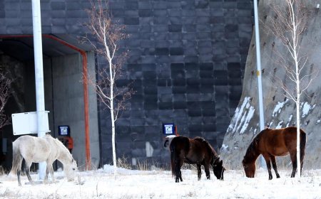 Ardahan'da Aşık Şenlik Tüneli'nde yılkı atları görüntülendi