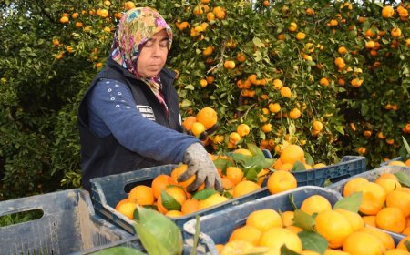 Fiyatı 2 liraya düştü, 320 ton mandalina bedava dağıtıldı
