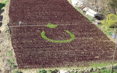 Çiftçinin azmi herkesi şaşırttı. 13 bin marulla Türk bayrağı yaptı