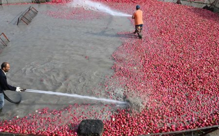 Çamurlarını temizlemek için saatlerce uğraşıyorlar. Şifa deposu besinde zahmetli hasat